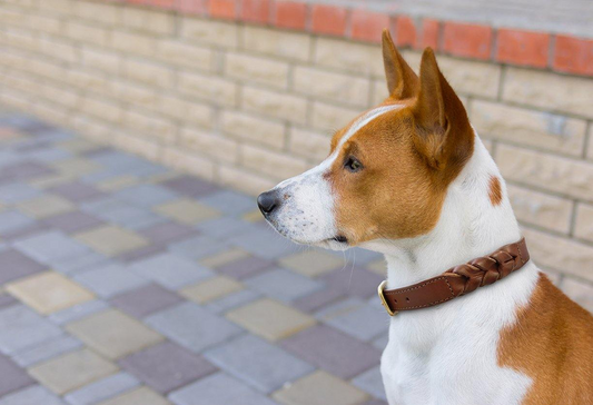 Braided Collar